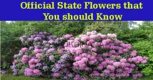 जानिएं, ये वृक्ष क्यों बनाए गए भारतीय राज्यों के राजकीय वृक्ष