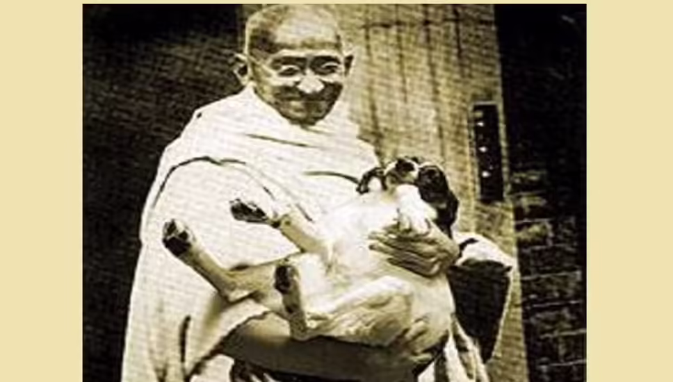 सुप्रीम कोर्ट का आदेश: आवारा कुत्तों को अलग रखने की आवश्यकता